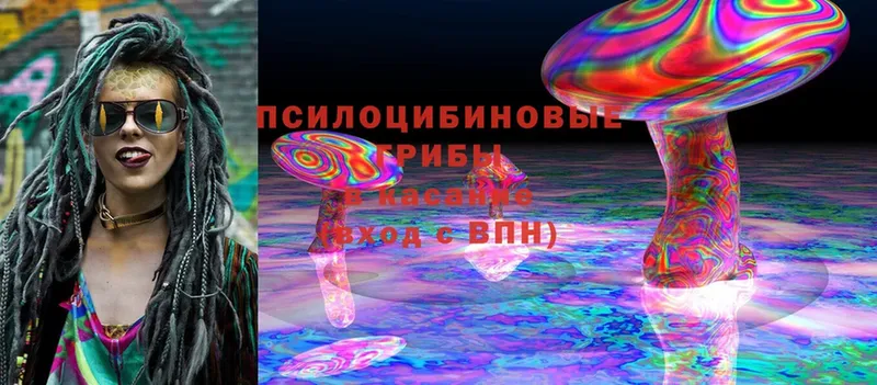 Галлюциногенные грибы Psilocybine cubensis  Борзя 